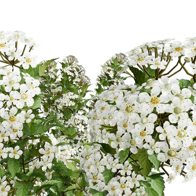 Tiny Wine Ninebark Shrub 3D Model — Вид 6