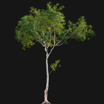 Dolonix regia - Royal Poinciana 02 — Вид 7