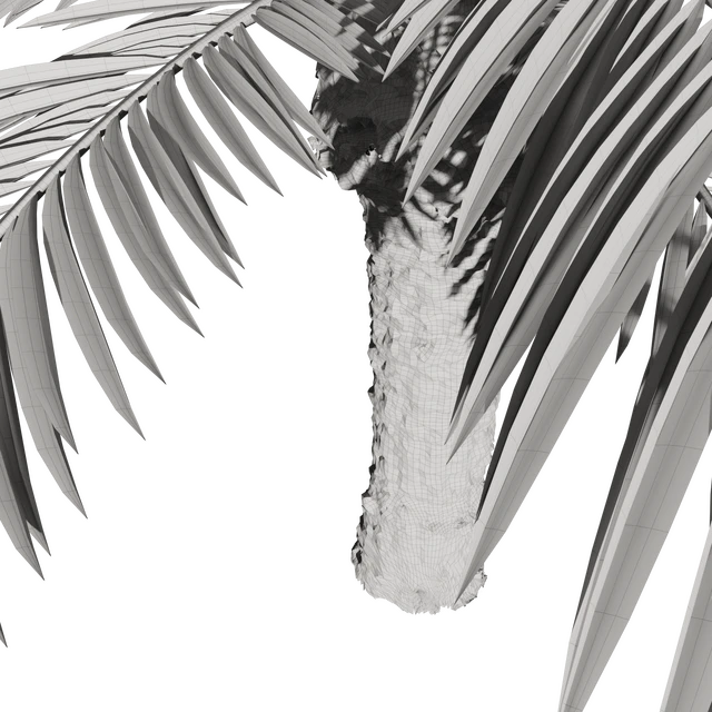 Финик канарский Phoenix Canariensis V4 февраль+декабрь — Скачать
