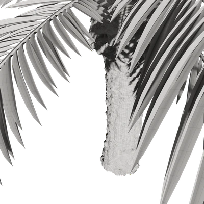 Финик канарский Phoenix Canariensis V4 февраль+декабрь — Вид 2
