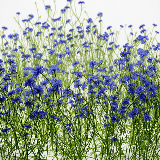 Cornflower blue flower | Centaurea cyanus — Descargar