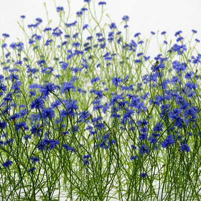 Cornflower blue flower | Centaurea cyanus — Ver 3