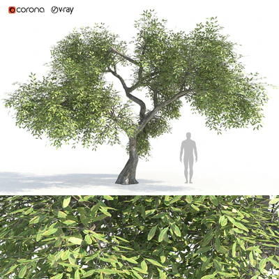 Green tree 2 — Ver 1