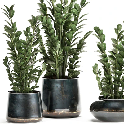 Collection of small plants in luxury pots with Zamiokulkas flower, money tree. Set 872. — Ver 5