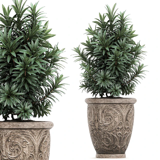 A collection of small ornamental trees for the garden in classic outdoor pots with Ficus ali, Oleander, Topiary. Set 491. — Descargar
