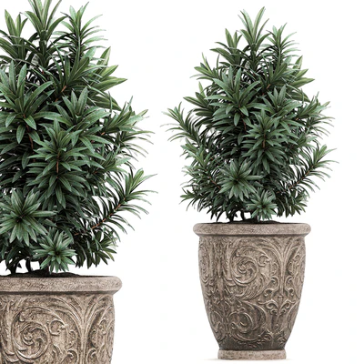 A collection of small ornamental trees for the garden in classic outdoor pots with Ficus ali, Oleander, Topiary. Set 491. — Ver 4
