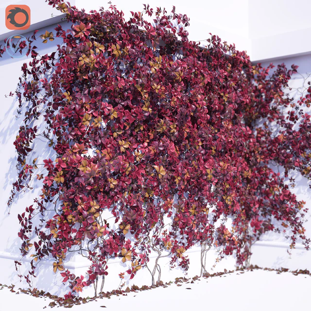 Girlish Grape 2 — Descargar