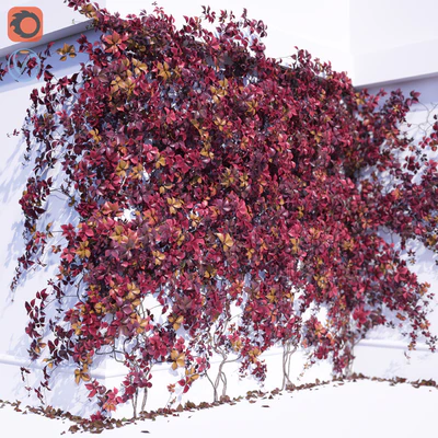 Girlish Grape 2 — Ver 1