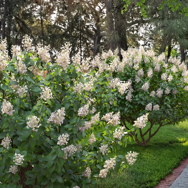 Hydrangea Paniculata — Скачать