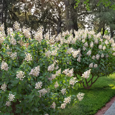 Hydrangea Paniculata — Вид 6