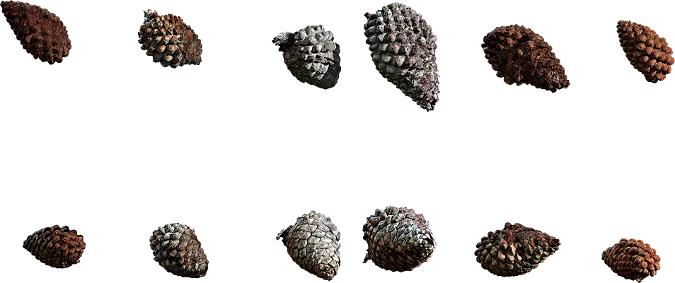small pine cones 001 — Descargar