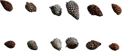 small pine cones 001 — Descargar