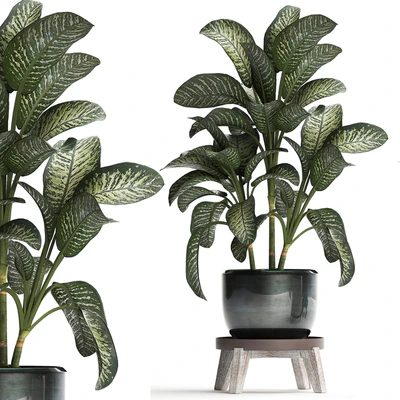 Collection of small plants in modern stylish round pots on legs with Diffenbachia, luxury. Set 452. — Ver 3