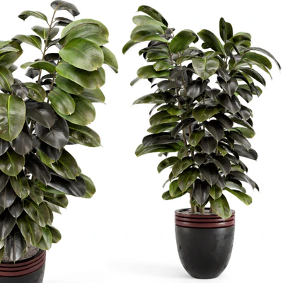 Indoor Plants in rusty Concrete Pot - Set 881 — скачать