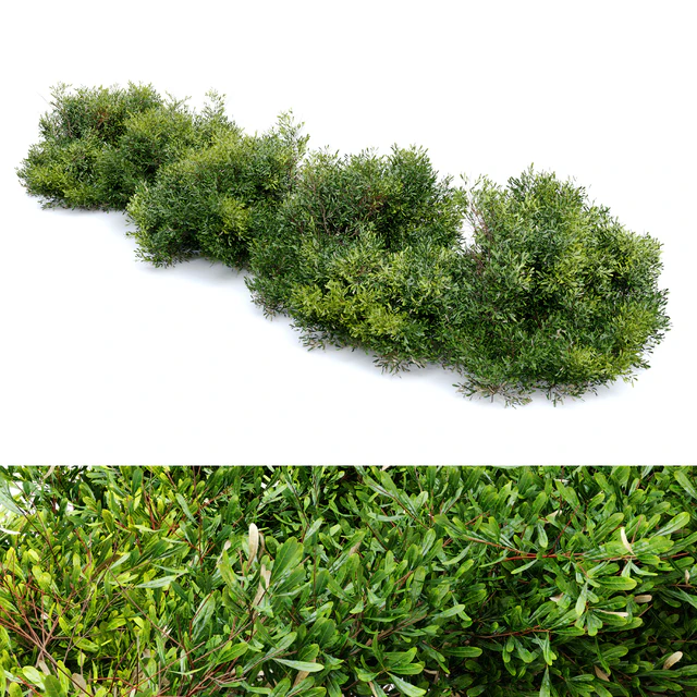 Bayberry bush — Скачать