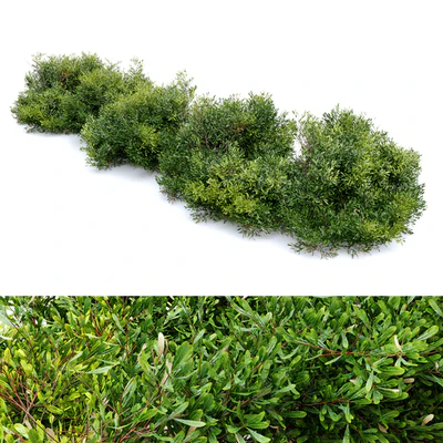 Bayberry bush — Вид 5