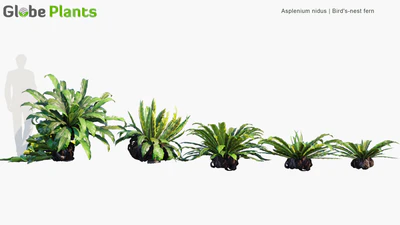 asplenium nidus — download