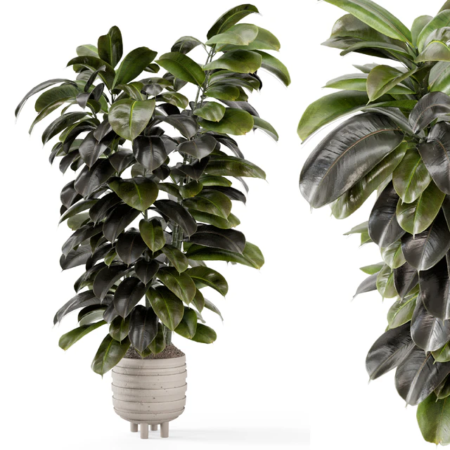 Indoor Plants In Concrete Pots - Set 953 — Скачать