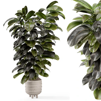 Indoor Plants In Concrete Pots - Set 953 — Вид 1
