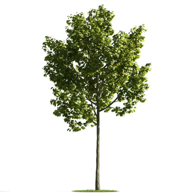 trees 015 — Descargar