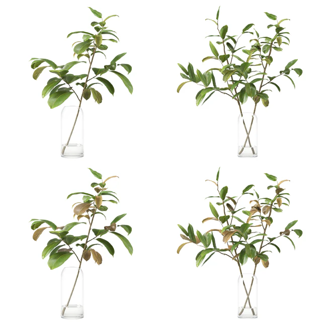 Magnolia Branch set 01 — Скачать