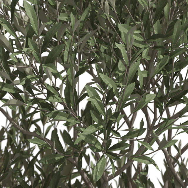 Plants collection 723 — Скачать