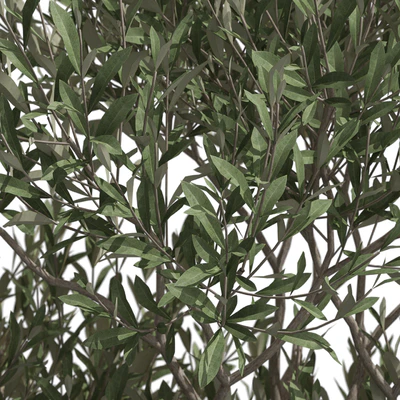 Plants collection 723 — Вид 4
