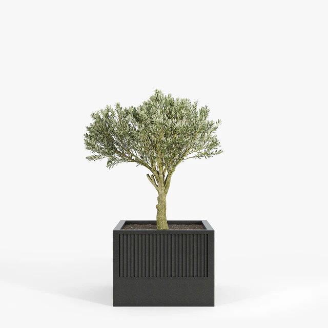 ICARIA Olea — Descargar