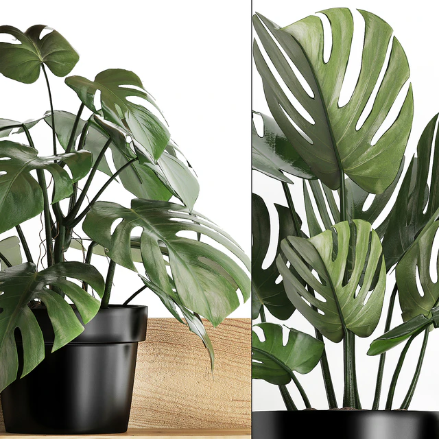 Plant Collection 403. Shelf with flowers, Monstera, shelf with plants, black pot, indoor plants, eco design — Descargar