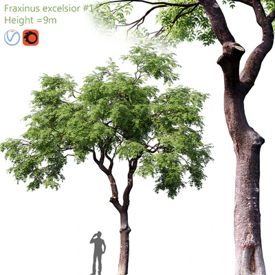 Fraxinus excelsior #1 — Вид 1