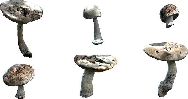 white button mushroom 001 — Download
