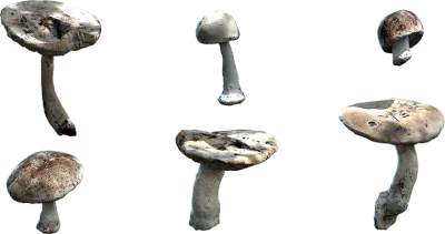 white button mushroom 001 — Download