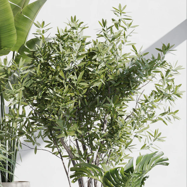 indoor plant set 66 — Скачать