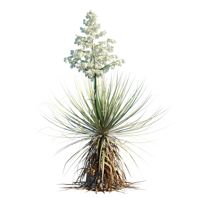 Yucca Thompsoniana | Beaked Yucca flower — Скачать