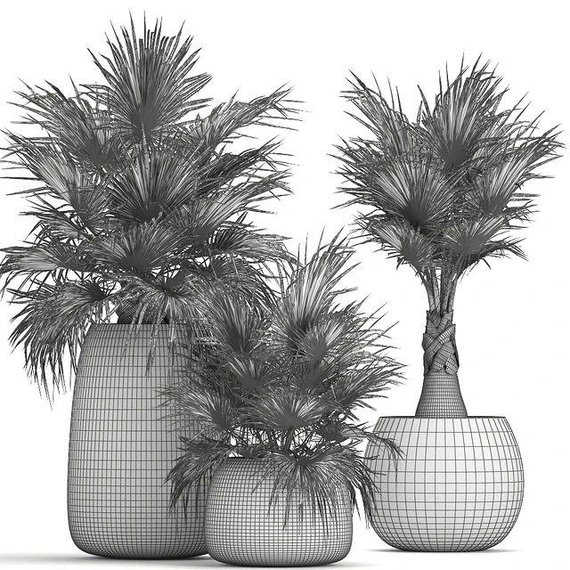 A collection of small beautiful decorative fan palms in black outdoor pots. Set 814. — Descargar