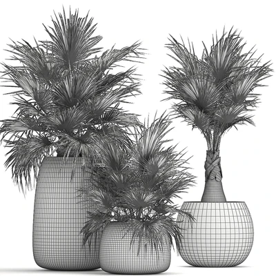 A collection of small beautiful decorative fan palms in black outdoor pots. Set 814. — Ver 5