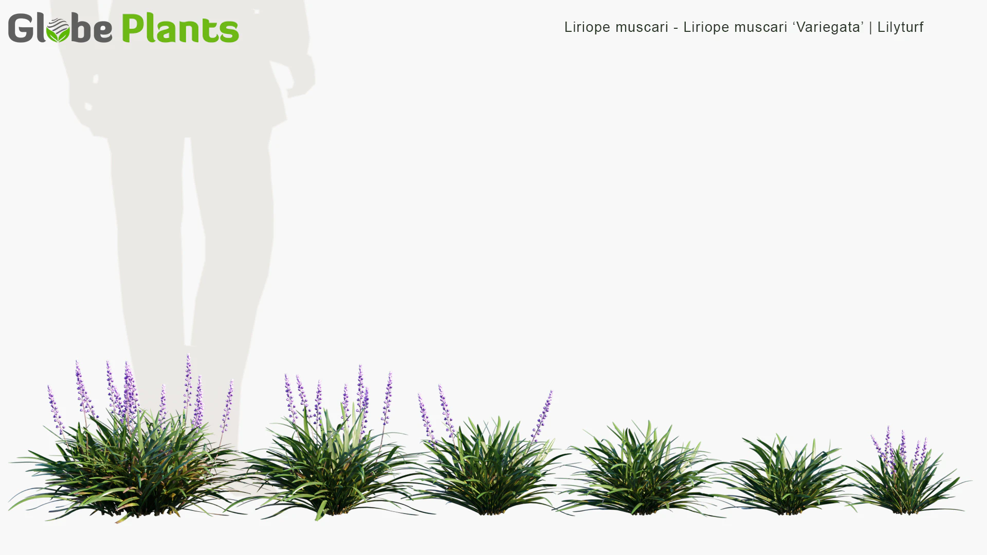 liriope muscari — Download