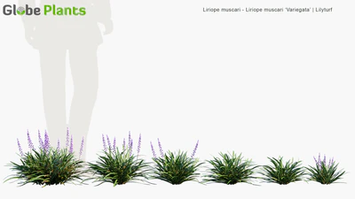 liriope muscari — download