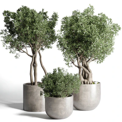 Collection Outdoor Indoor plant 77 concrete dirt vase pot tree bush — Вид 1