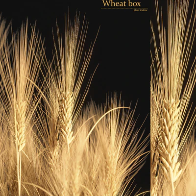 Wheat Box — Вид 5