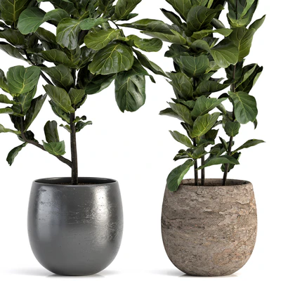 Collection of plants-006 — Вид 4