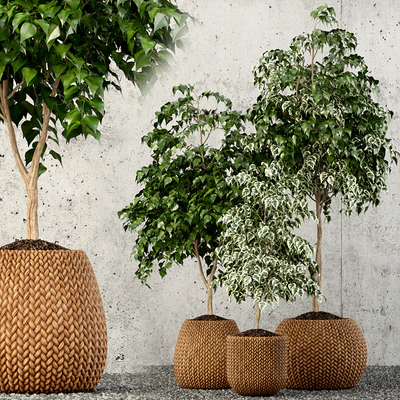 Plants collection 62 — Вид 1