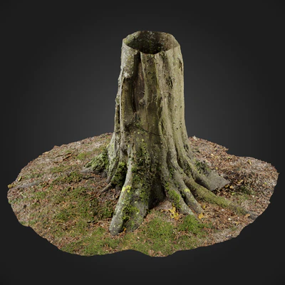 trees and barks 050 — Скачать