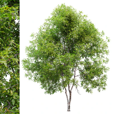 Fraxinus mandshurica — Вид 5