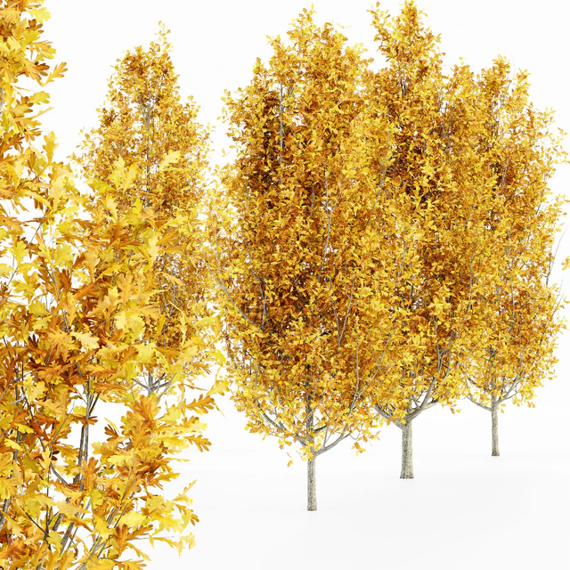 Cypress Oak Fall 5 tree — Descargar