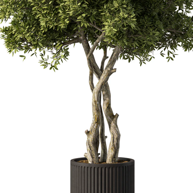Indoor Plant Set.106 — Descargar