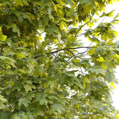 Acer platanoides Cleveland — Ver 4