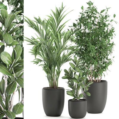 Collection of plants in black pots with Ficus benjamin, palm, hovea, neanta. Set 567. — Ver 1