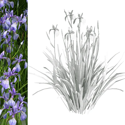 Siberian Iris01 — Ver 5