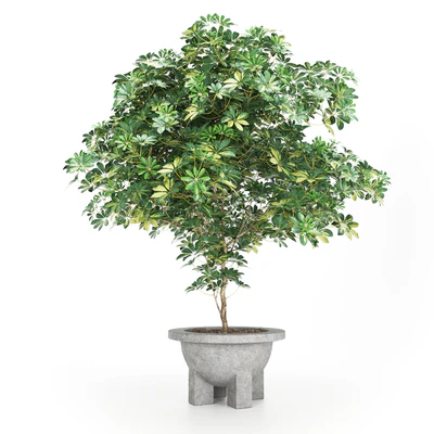 Schefflera + Ficus Benjamina (Schefflera + Ficus Benjamina) — Ver 4